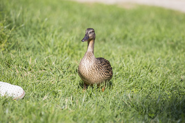 horizontal image of a duck strolling in a park on the grass