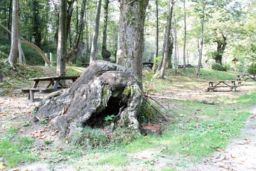 Fototapeta na wymiar Picnic area of the forest