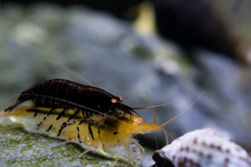 Tiger shrimps, Caridina cantonensis