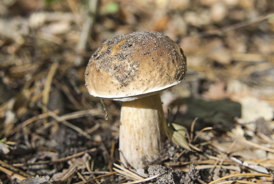 Young porcini mushroom in the autumn forest.
