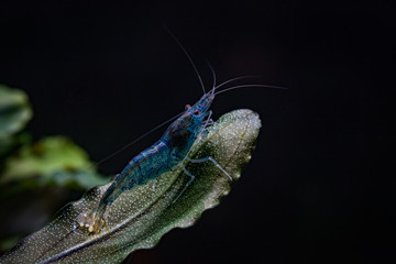 Blue aura shrimp on bucephalandra leaf