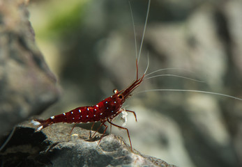 Sulawesi pet shrimp, caridina dennerli
