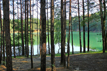 Beautiful forest lake with emerald water in pine forest. Wonderful natural view