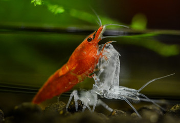 Red Sakura shrimp, Neocaridina davidi