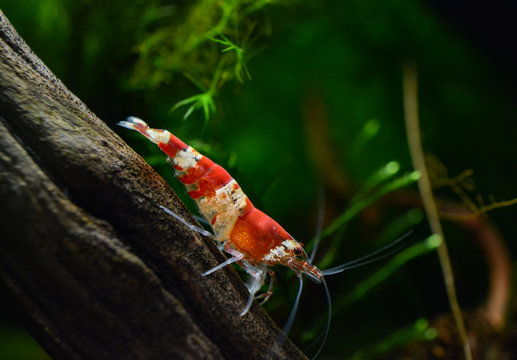 Red crystal bee shrimp, caridina