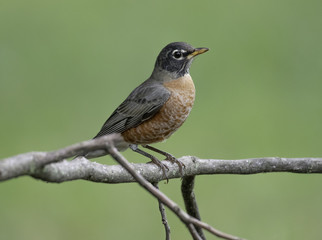 American robin