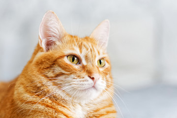 Fototapeta premium Closeup portrait of a red cat on a grey blurred background. Shallow focus.