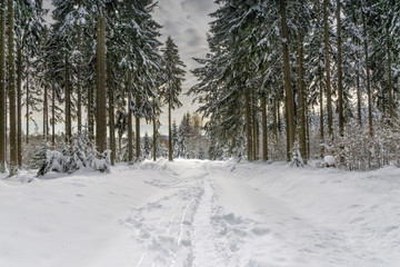 Winter landscape with snow covered trees. Winter magic landscape. Forest in snow. Winter path in forest