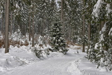 Winter landscape with snow covered trees. Winter nature magic landscape. Forest in snow. Winter road in forest
