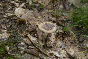 horizontal image with a top view of a mushroom found in the forest after the rain