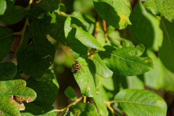 wild bee on foliage