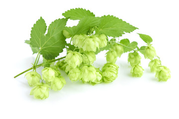 Fresh green hop branch (Humulus), isolated on white background