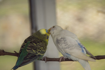 Pajaritos
