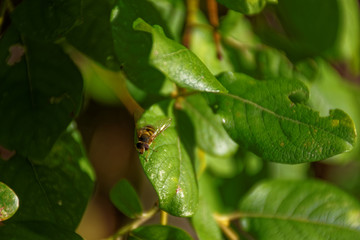 wild bee on foliage