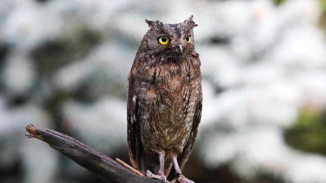 The Eurasian (European) scops owl sitting on a branch and looking for prey in natural forest habitat

