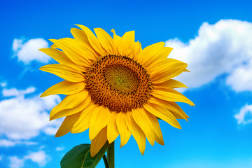 Close-up photo of sunflower flower on farm field, with blue sky and white clouds in background