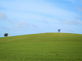 Two lonley trees in a beautiful green field during a sunny spring day