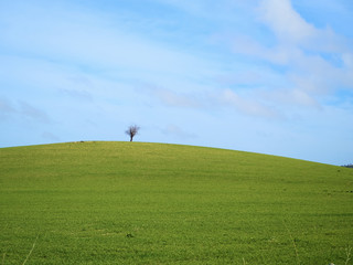 A lonely tree in a beautiful green field during a sunny spring day