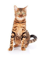 Bengal cat