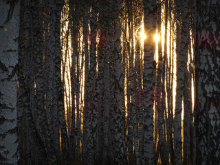 Sunset through autumn birch forest. Texture of birch trunks, solid forest. 
