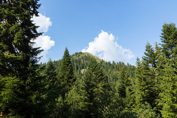 Mountain of Boge, Rogove surrounded by fir trees
