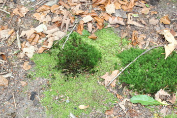 Moss between foliage