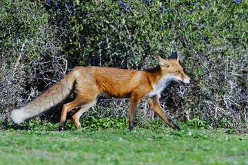 Rotfuchs bei der Jagd
