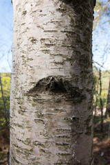 View of the trunk of a birch tree.