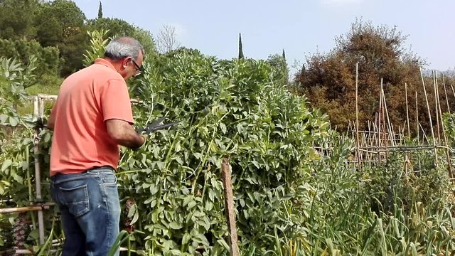 Huerto de habas/ cortando matas de habas en huerto ecológico