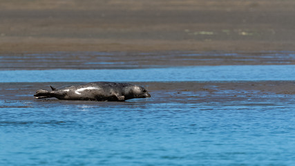 Harbor seal in California, lying on the coast, portrait 
