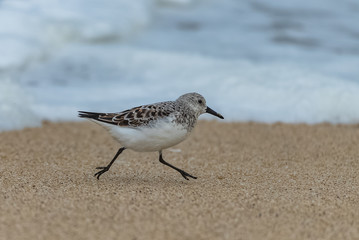 Sanderling, bird running on the beach 
