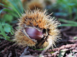Chestnut fruit falls on the ground in its protective spiny shell. Close up.