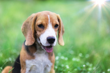 Beagle dog sitting on the wild flower field.
