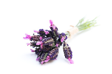 Small  bunch of french lavender isolated on white
