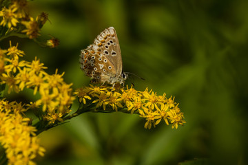 Silbergrüner Bläuling