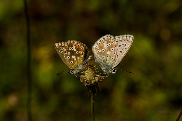 Silbergrüner Bläuling