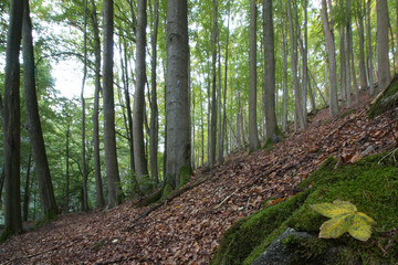 View of an autumn forest.