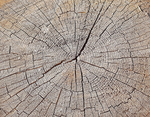 Natural wood texture of tree stump. vintage background with cracks. Seamless Texture close up. Wooden texture of cut tree trunk.