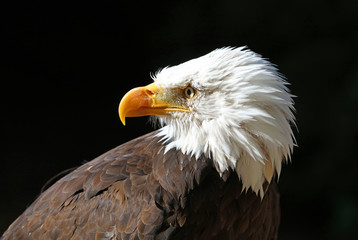 Close up of an American Bald Eagle
