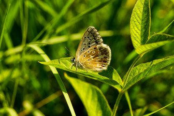 Silbergrüner Bläuling