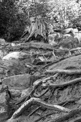 View of tree roots in the soil.