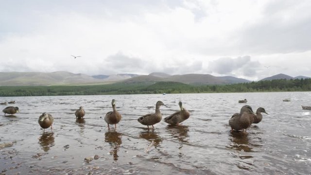 ducks at a scotish lake