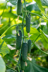 Ripe cucumber fruits on a plant in a greenhouse. Agriculture