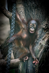 Orang Utan © Ben.Photoholic