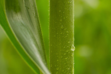 corn with water drops