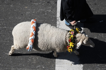 Am Strick geführtes und mit Blumen geschmücktes Schaf