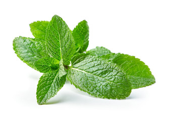twig of mint leaves isolated on white background © Pineapple studio