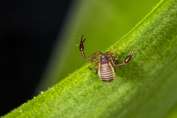 A 3mm long book scorpion with pincers