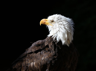 Close up of an American Bald Eagle