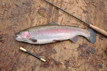 Freshly caught fish rainbow trout on a wooden surface with priest and rod.